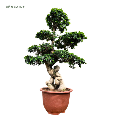 Ficus Microcarpa kambarinis Bonsai XL
