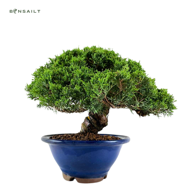 Juniperus Chinese Itoigawa (Kadagys)  P20
