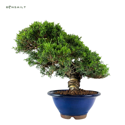 Juniperus Chinese Itoigawa (Kadagys)  P20