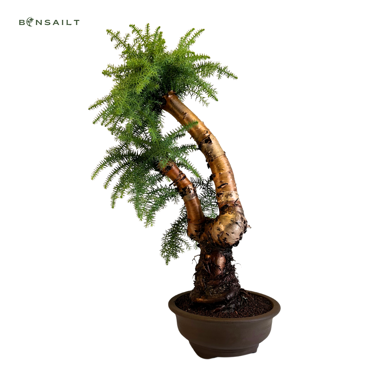 Araucaria Cunninghamii P25