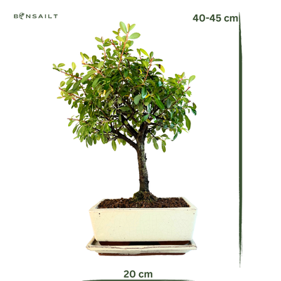 Dyglainė (Pyracantha) Bonsai P20