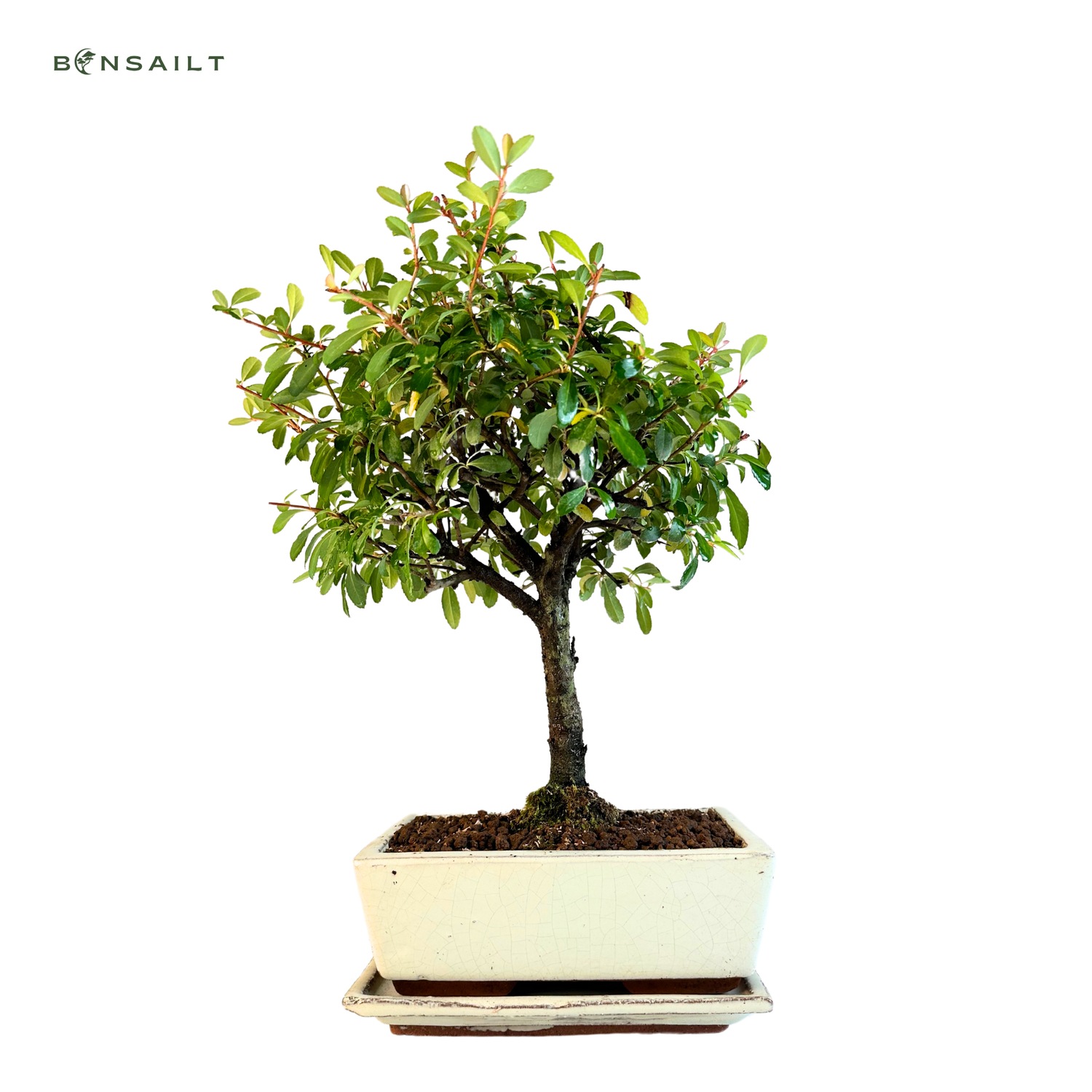 Dyglainė (Pyracantha) Bonsai P20
