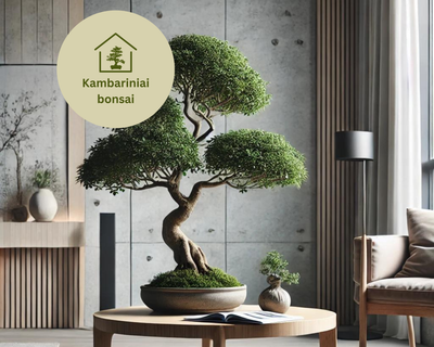 Kambariniai bonsai