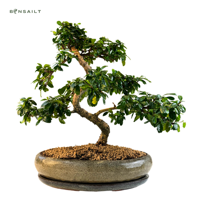 Carmona Bonsai S formos Arbatmedis P39 (L)