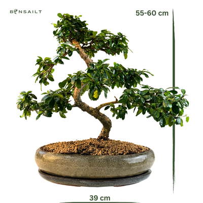 Carmona Bonsai S formos Arbatmedis P39 (L)