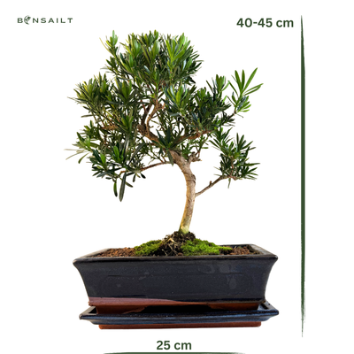 Podocarpus Bonsai P25