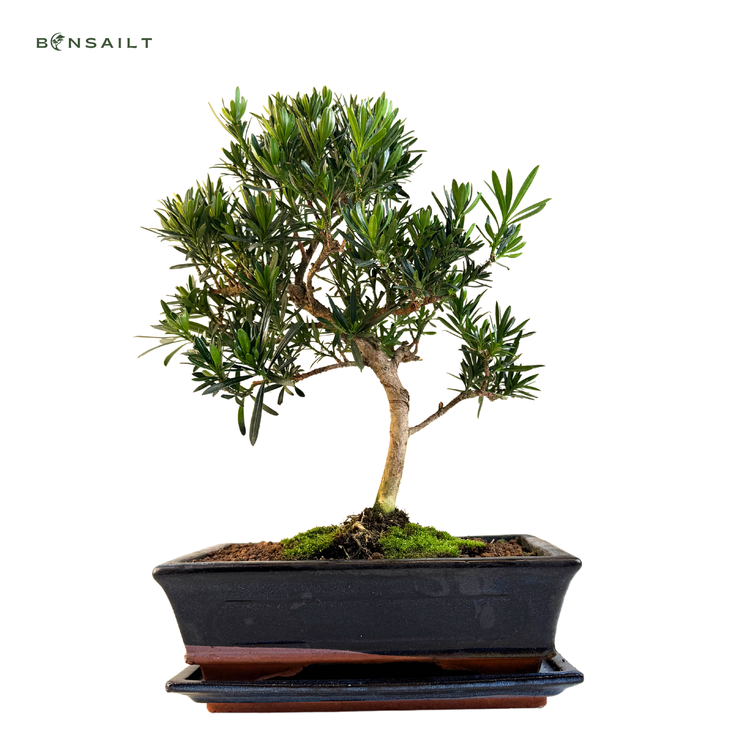 Podocarpus Bonsai P25