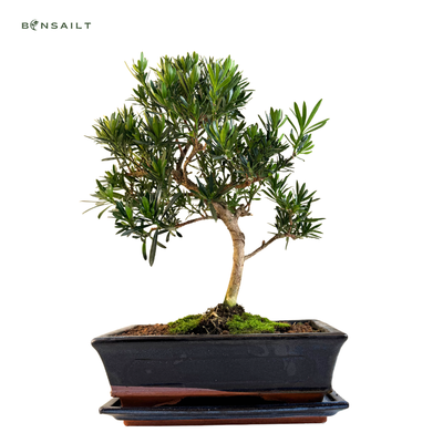 Podocarpus Bonsai P25