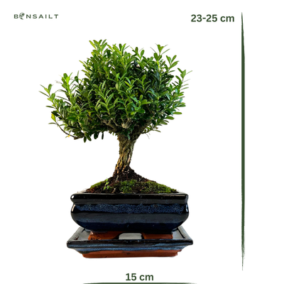 Buxus P15 tiesus bonsai medis