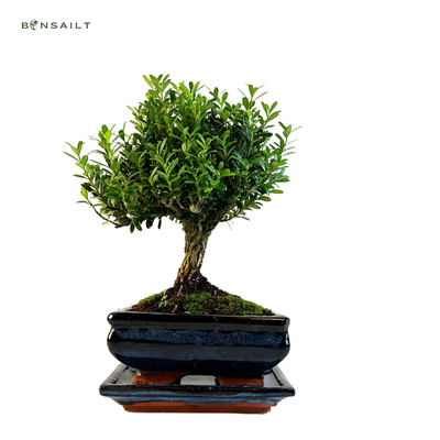 Buxus P15 tiesus bonsai medis