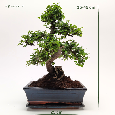 Chinese elm bonsai - Kiniška guoba P25