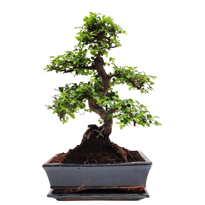 Chinese elm bonsai - Kiniška guoba P25