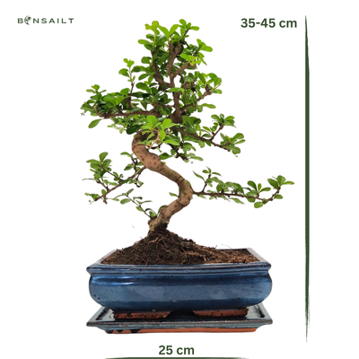 Carmona Bonsai S formos Arbatmedis P25