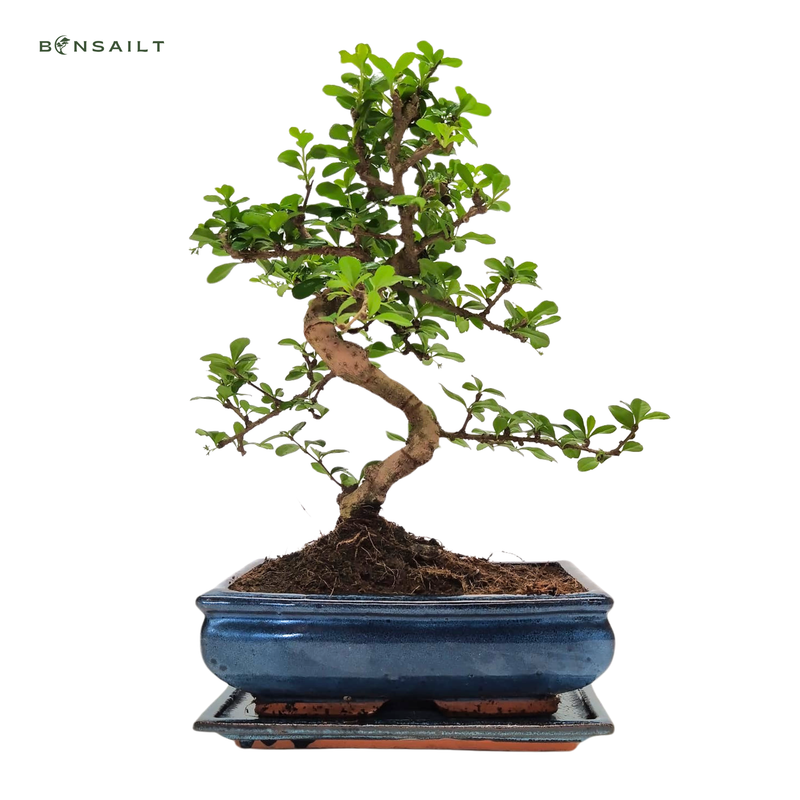 Carmona Bonsai S formos Arbatmedis P25