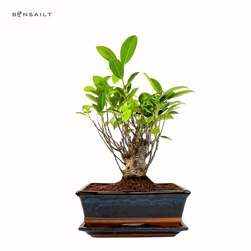 Ficus Bonsai S formos P20 medelis