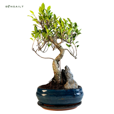 Ficus Bonsai P16 medelis su uola