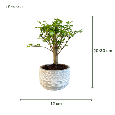 Ligustrum Bonsai P12