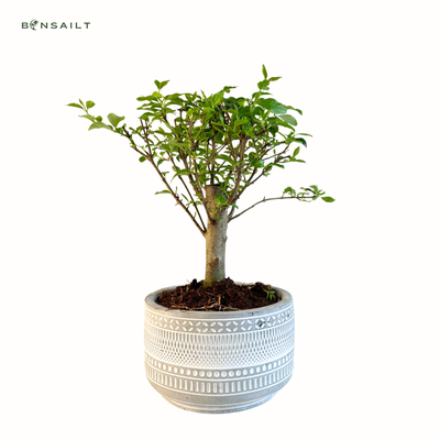 Ligustrum Bonsai P12