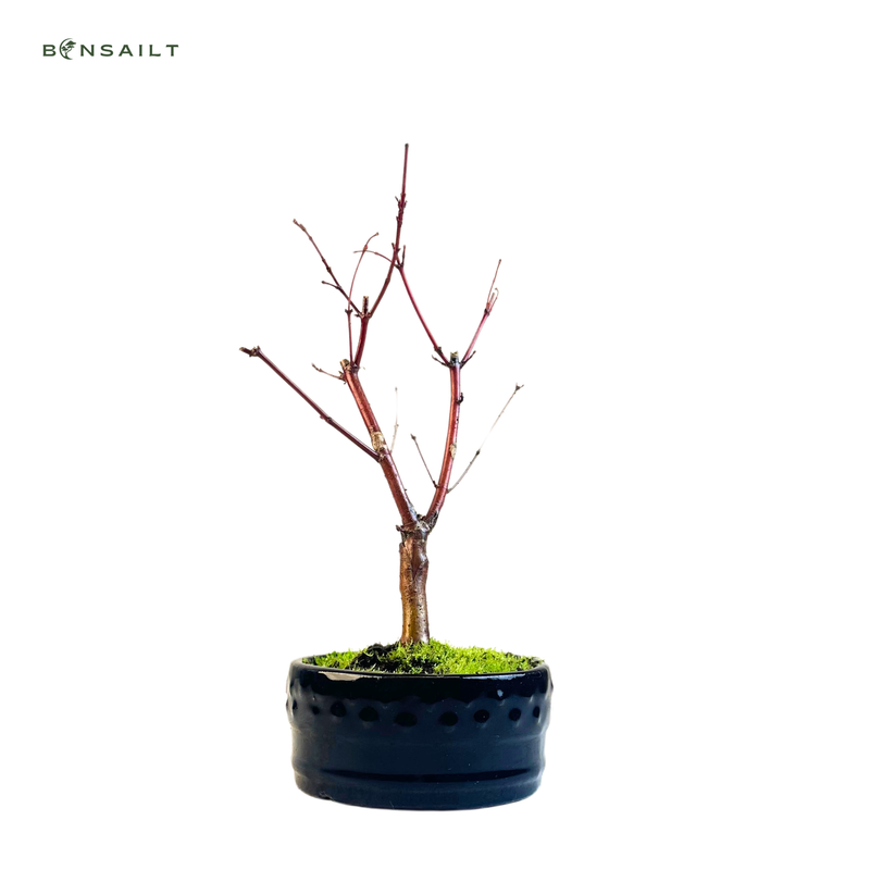 Acer Palmatum Deshojo Bonsai P12