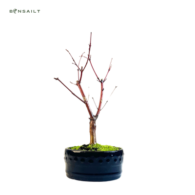 Acer Palmatum Deshojo Bonsai P12