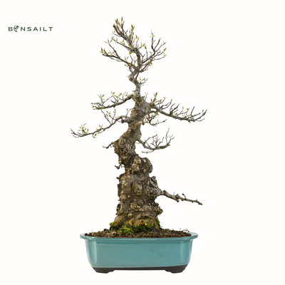 Japoniškas Ilex Serrata Bonsai ( Bugienis )