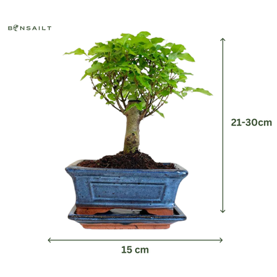 Ligustrum Bonsai P15 medelis