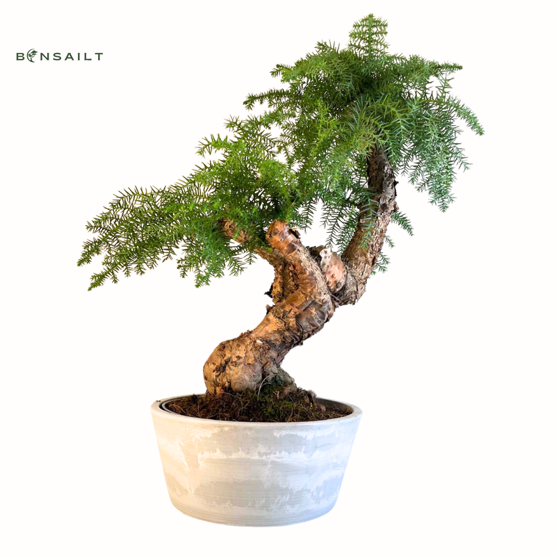 Araucaria Cunninghamii P25  II