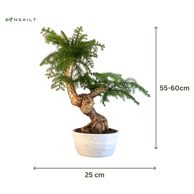 Araucaria Cunninghamii P25  II
