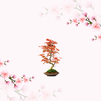 Išpardavimas - Bonsai