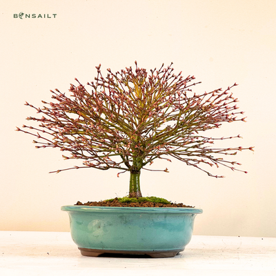 Klevas Kiyohime Bonsai ( Acer palmatum 'Kiyohime' )