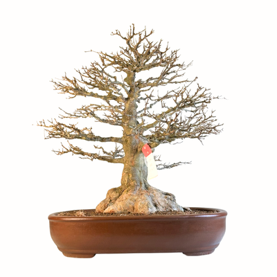 Triskliautis bonsai klevas ant akmens (Acer buergerianum)