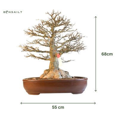 Triskliautis bonsai klevas ant akmens (Acer buergerianum)