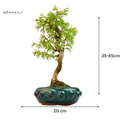 Pseudolarix Bonsai (Auksinis maumedis) P20
