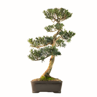 Podocarpus Bonsai P38 XL