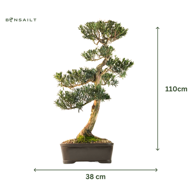 Podocarpus Bonsai P38 XL