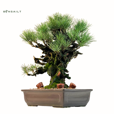 Japoniška juodoji pušis Pinus Corticosa Thunbergii (Japanese Cork Bark Pine) P37