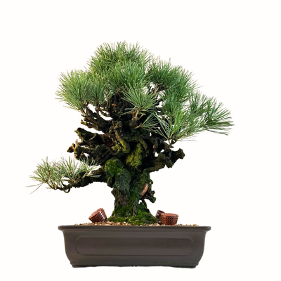 Japoniška juodoji pušis Pinus Corticosa Thunbergii (Japanese Cork Bark Pine) P37