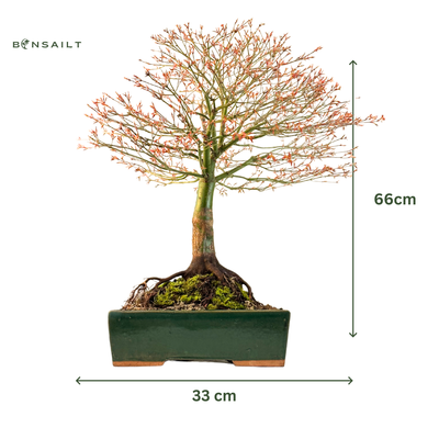 Klevas Kiyohime Bonsai ( Acer palmatum &#39;Kiyohime&#39; ) P33