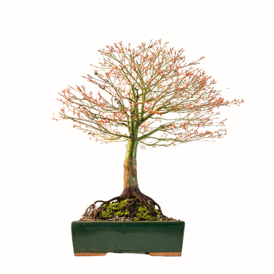 Klevas Kiyohime Bonsai ( Acer palmatum &#39;Kiyohime&#39; ) P33