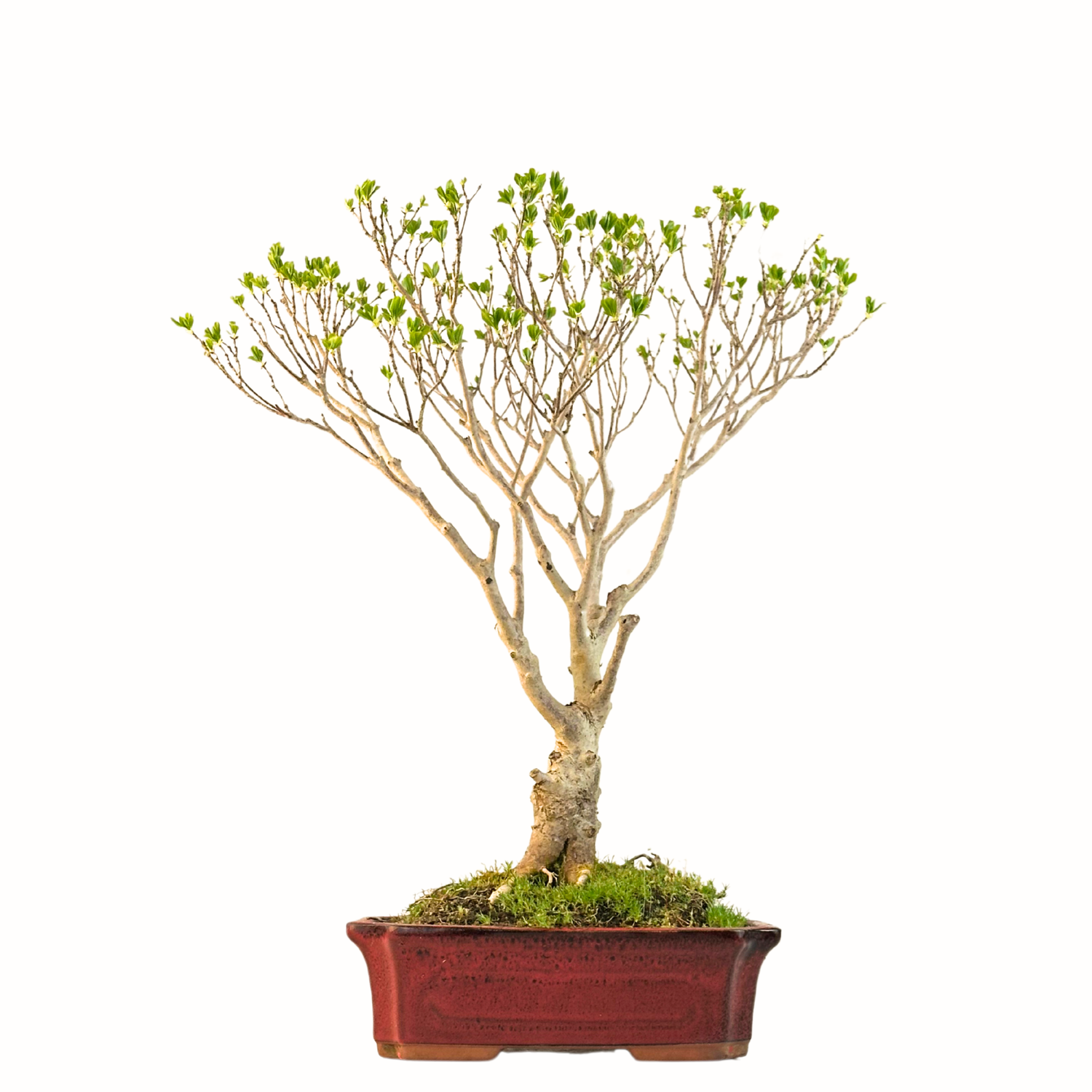 Enkianthus Perlatus P22