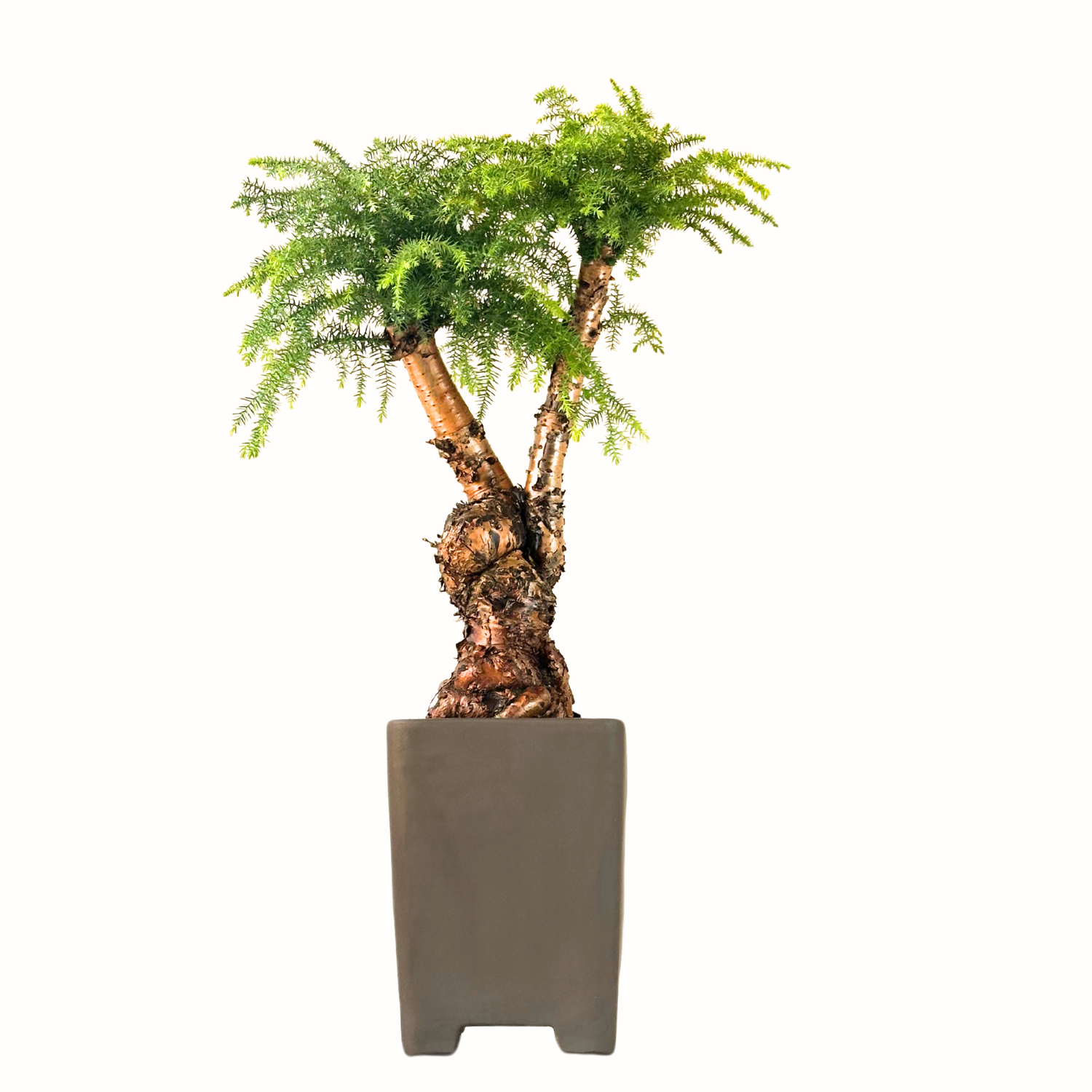 Araucaria Cunninghamii &quot;Šokoladas&quot;