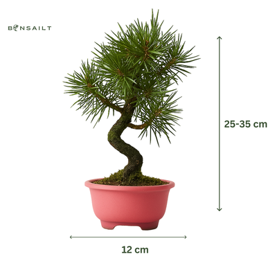 Japoniška juodoji pušis Pinus Thunbergii P12 rožinis