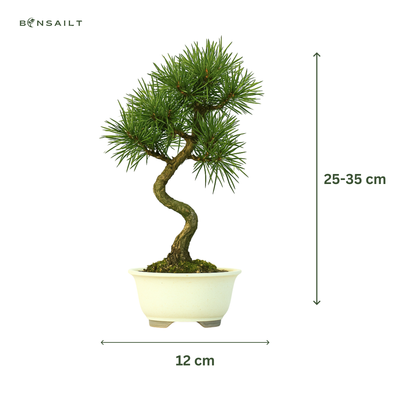 Japoniška juodoji pušis Pinus Thunbergii P12 kreminis