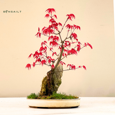 Acer Palmatum Deshojo su uola