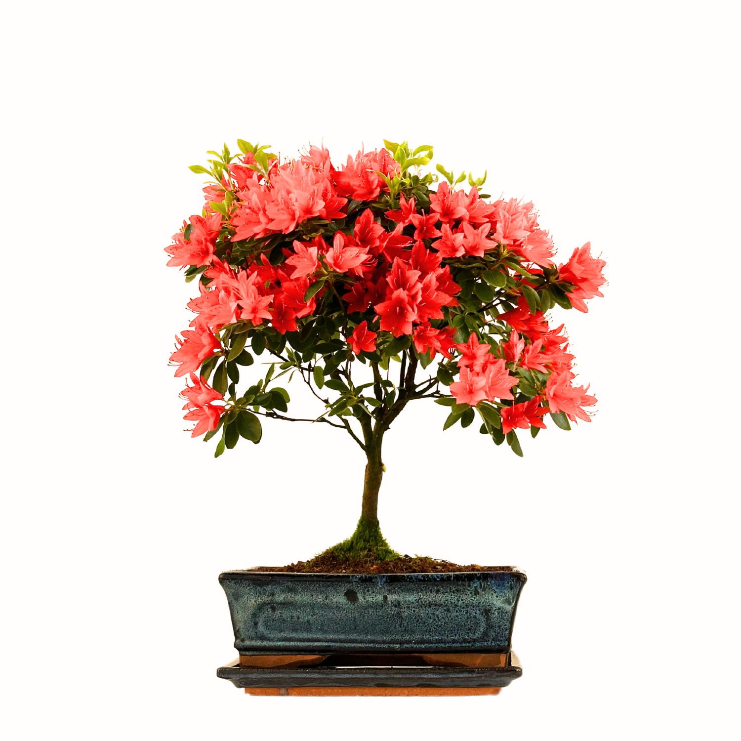 Azalija bonsai (Rhododendron) P25 blue