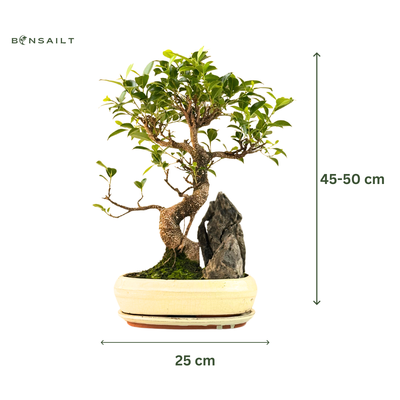 Ficus Bonsai P25 baltas medelis su uola
