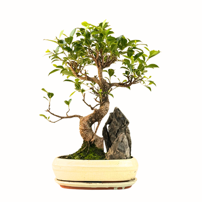 Ficus Bonsai P25 baltas medelis su uola
