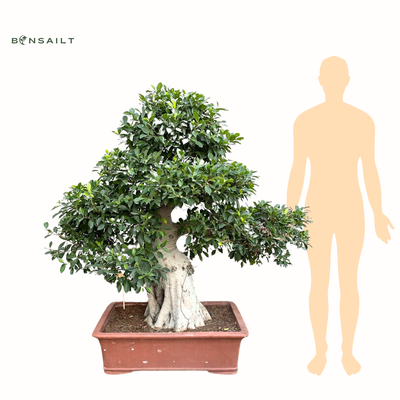 Ficus kambarinis Bonsai XXL