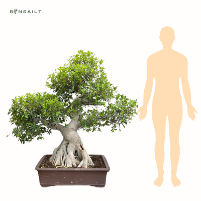 Ficus kambarinis Bonsai XXL II