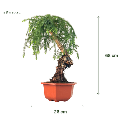 Araucaria Cunninghamii &quot;Hexagon&quot; P26